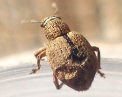 Strophosoma melanogrammum TP02 by Tobias 67. Used under a CC BY-SA 4.0 license.