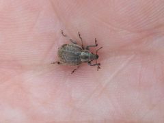 Philopedon plagiatum 139206160 by Michel Langeveld. Used under a CC BY-SA 4.0 license.