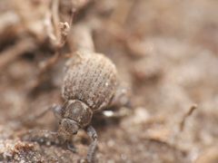Philopedon plagiatum 39714881 by Alexis. Used under a CC BY 4.0 license.