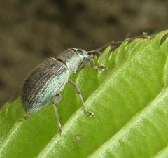 Cyrtepistomus by Beatriz Moisset. Used under a CC BY-SA 4.0 license.