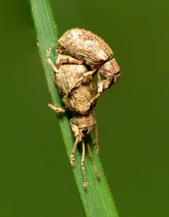 Broad-nosed Weevils Mating - Flickr - treegrow by Katja Schulz from Washington, D. C., USA. Used under a CC BY 2.0 license.