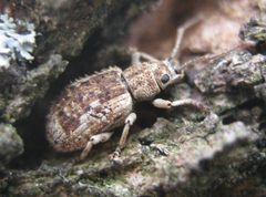 Pseudoedophrys hilleri by Beatriz Moisset. Used under a CC BY-SA 4.0 license.