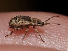Pseudoedophrys hilleri 333032934 by Jeff Clark. Used under a CC BY 4.0 license.