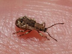 Pseudoedophrys hilleri 333032943 by Jeff Clark. Used under a CC BY 4.0 license.