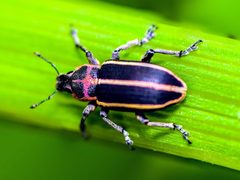 Eudiagogus maryae by Richard Stovall. Used under a CC BY 4.0 license.