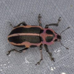 Eudiagogus pulcher by Dan Johnson. Used under a CC BY 4.0 license.