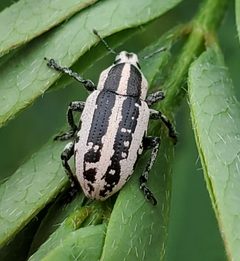 Eudiagogus rosenschoeldi by iNaturalist user: lightbed. Used under a CC0 license.