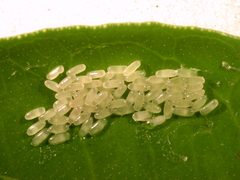 ARS - Diaprepes abbreviatus eggs by David Hall, USDA ARS. Used under a Public domain license.