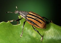 Adult citrus root weevil by Keith Weller. Used under a Public domain license.