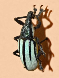 Curculionidae - Diaprepes abbreviatus by Hectonichus. Used under a CC BY-SA 3.0 license.