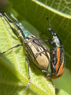 Diaprepes abbreviatus 173772530 by Sandra H Statner. Used under a CC BY 4.0 license.
