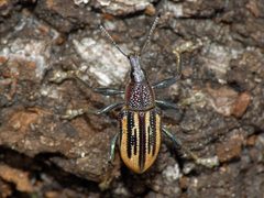 Diaprepes abbreviatus 348105126 by Kai Squires. Used under a CC BY 4.0 license.
