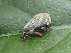 Epicaerus imbricatus by iNaturalist user: henry_wallace. Used under a CC BY 4.0 license.