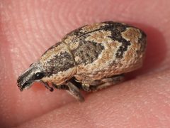 Epicaerus imbricatus - inat 359842261 by {{{name}}}. Used under a CC BY 4.0 license.