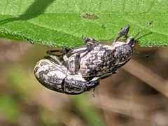 Epicaerus lepidotus by Alison Northup. Used under a CC BY 4.0 license.