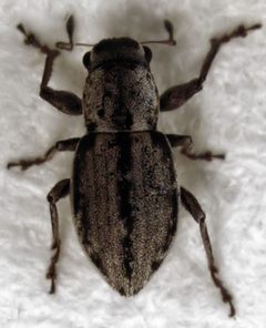 Atrichonotus taeniatulus by S.E. Thorpe. Used under a Public domain license.