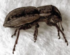 Atrichonotus taeniatulus 2 by S.E. Thorpe. Used under a Public domain license.