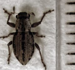 Atrichonotus taeniatulus 3 by S.E. Thorpe. Used under a Public domain license.