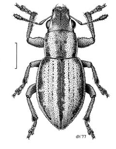 COLE Curculionidae Atrichonotus taeniatulus by Desmond W. Helmore
. Used under a CC BY 4.0 license.