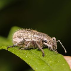 Naupactus leucoloma 316577984 by Adrienne van den Beemt. Used under a CC BY 4.0 license.
