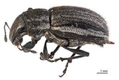 Naupactus leucoloma lateral by Landcare Research New Zealand Ltd. Used under a CC BY 4.0 license.