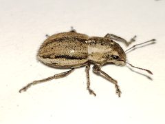 Naupactus peregrinus by Arturo Santos. Used under a CC BY 4.0 license.