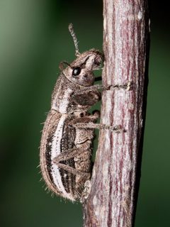 Naupactus sp Kaldari by Kaldari. Used under a Public domain license.