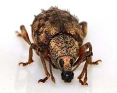 Otiorhynchus-carinatopunctatus-10-fws by Francisco Welter-Schultes. Used under a CC0 license.