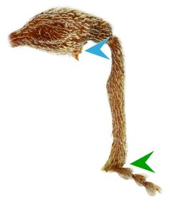 Otiorhynchus crataegi front leg by Siga. Used under a CC BY-SA 4.0 license.