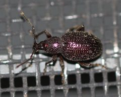 2018 10 14 Otiorhynchus cribricollis by Slimguy. Used under a CC BY 4.0 license.