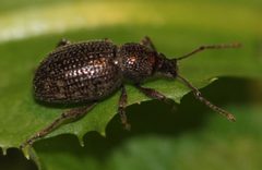 2018 10 19 Otiorhynchus cribricollis3 by Slimguy. Used under a CC BY 4.0 license.