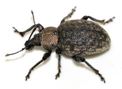 Otiorhynchus-ligustici-05-fws by Francisco Welter-Schultes. Used under a CC0 license.