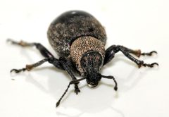 Otiorhynchus-ligustici-09-fws by Francisco Welter-Schultes. Used under a CC0 license.