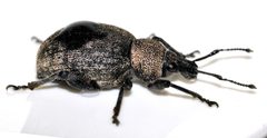 Otiorhynchus-ligustici-13-fws by Francisco Welter-Schultes. Used under a CC0 license.