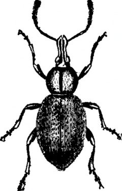 Otiorhynchus ligustici by Encyclopædia Britannica. Used under a Public domain license.
