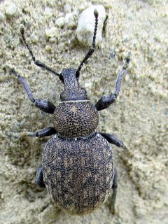 Otiorhynchus ligustici 13 by Слободан Стевчић. Used under a CC BY-SA 4.0 license.