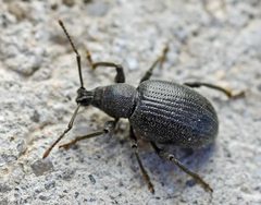 Otiorhynchus meridionalis01 by wikipedia. Used under a Attribution license.