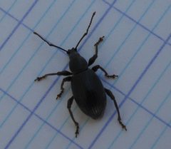 Otiorhynchus meridionalis02 by Tpa2067. Used under a CC BY-SA 3.0 license.