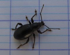 Otiorhynchus meridionalis03 by Tpa2067. Used under a CC BY-SA 3.0 license.