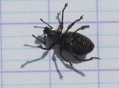 Otiorhynchus meridionalis04 by Tpa2067. Used under a CC BY-SA 3.0 license.