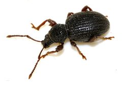 Otiorhynchus-ovatus-06-fws by Francisco Welter-Schultes. Used under a CC0 license.