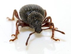 Otiorhynchus-ovatus-10-fws by Francisco Welter-Schultes. Used under a CC0 license.