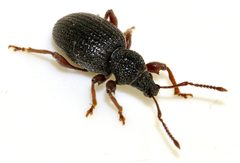 Otiorhynchus-ovatus-12-fws by Francisco Welter-Schultes. Used under a CC0 license.