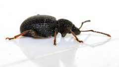 Otiorhynchus-ovatus-14-fws by Francisco Welter-Schultes. Used under a CC0 license.