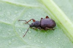 Otiorhynchus ovatus BLR db by Darius Baužys. Used under a CC BY-SA 4.0 license.