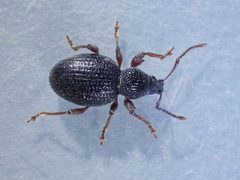 Otiorhynchus ovatus TP01 top by Tobias 67. Used under a CC BY-SA 4.0 license.