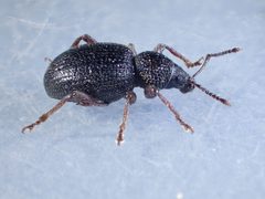 Otiorhynchus ovatus TP02 side by Tobias 67. Used under a CC BY-SA 4.0 license.