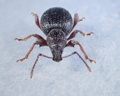 Otiorhynchus ovatus TP03 front by Tobias 67. Used under a CC BY-SA 4.0 license.