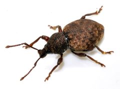 Otiorhynchus-raucus-02-fws by Francisco Welter-Schultes. Used under a CC0 license.
