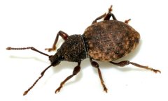 Otiorhynchus-raucus-07-fws by Francisco Welter-Schultes. Used under a CC0 license.
